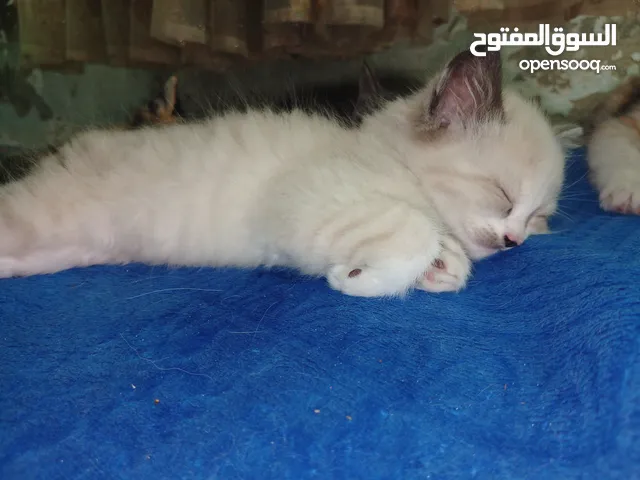 5 قطط هملايا