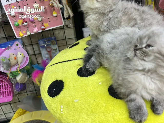 هملايا لينكس بيور لعب تابع الوصف بعناية مهم متابعة الوصف عروض حقيقية بمناسبة العرض