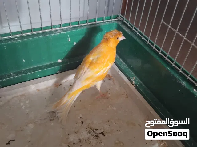 فحلين نار جيزه