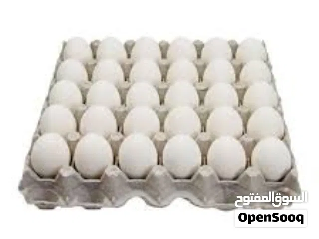 اريد بيض دجاج هراتي العنده لايقصر
