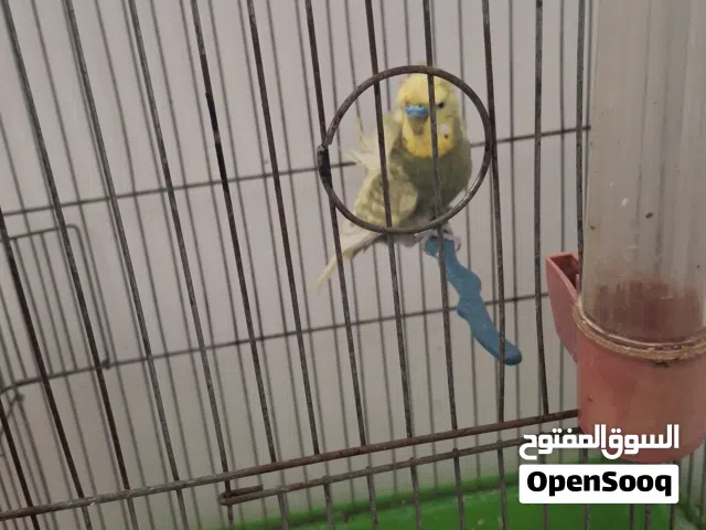 عصفور الحب ذكر مع قفص