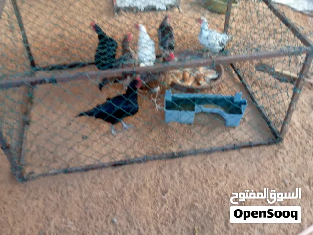 قفص دجاج للبيع