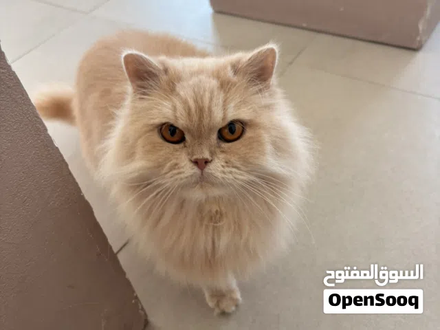 رغبة في تبني قط أليف و هادئ