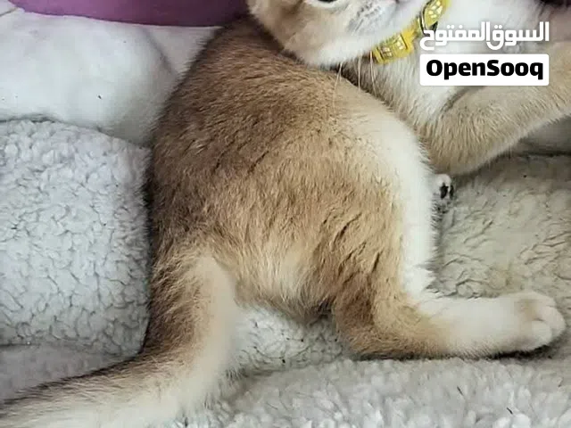 قطه سكوتش فولد بيور باخذه كل مطاعيمها