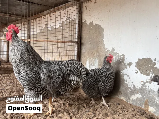 الله يبارك  متاح اربعه كوبيات بلايمت روك الأمريكي  الكوبيه عدد زوز دجاجات وفروج