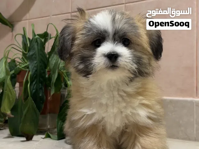 Chihuahua Female Puppy 3 Months Old جرو شيواوا انثى عمره 3 اشهر