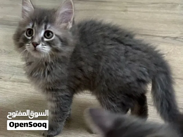 Norwegian kittwn