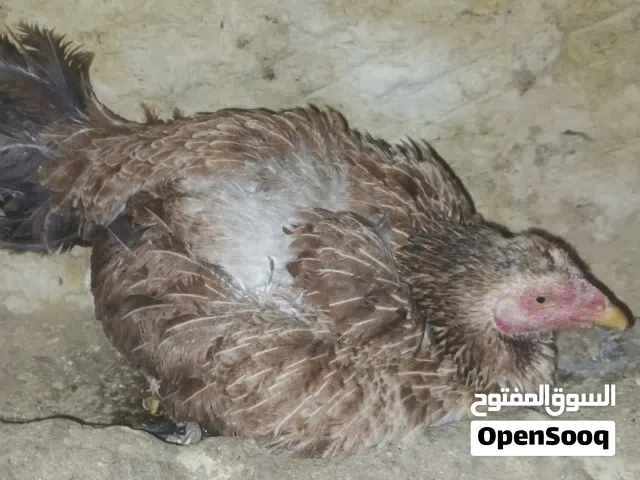 متاح بفضل الله جاجتين بياضات وديك بسعر 22 دينار وجاجه باكستانية راقده 25 دينار