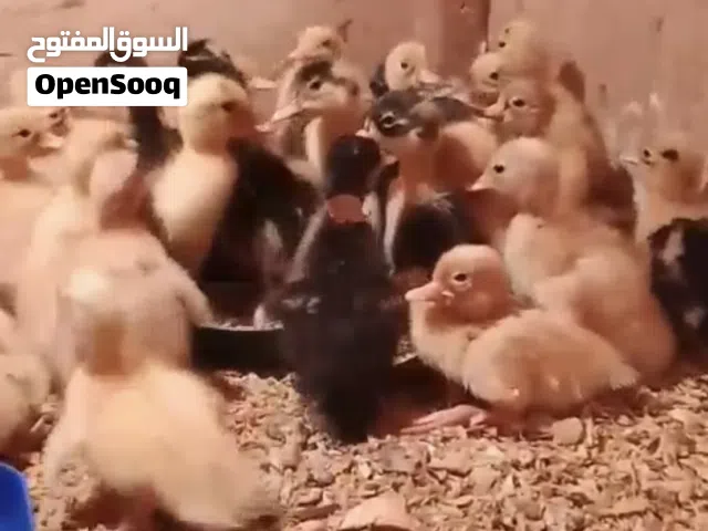 للبيع: صيصان بط عربي