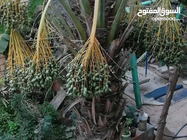 نخله برنصي درجه للبيع