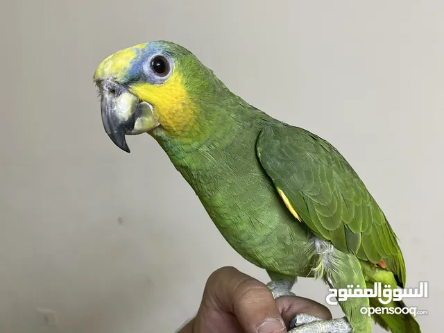 بسم الله ماشاء الله صلوا على النبي وشوفو الوصف