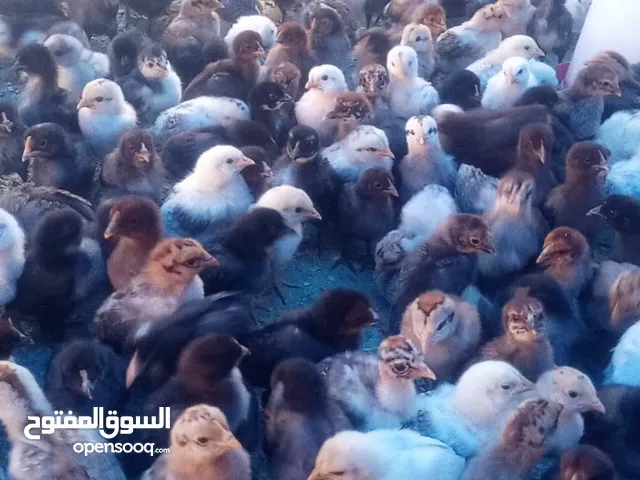 موجود دجاج بلدي بكميات الموقع عمان الاشرفية جبل الجوفة