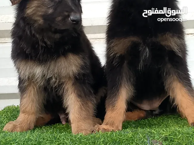 جراء جيرمن