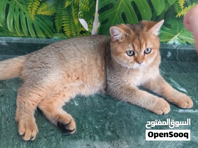 للببع ذكر بريطاني ny25 السعر 800 درهم فندق سوزي كات لاستظافة القطط ومتابعة علاجاتهم والتزاوج