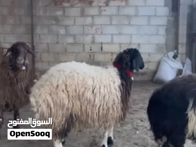 قراقير للبيع السوم وصل 1000