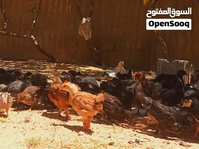 كتكوت عمر شهر ونص