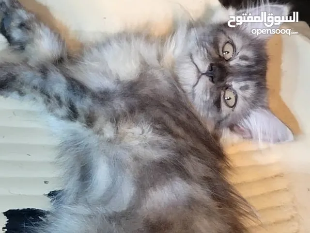 قطط دكور وانات للبيع