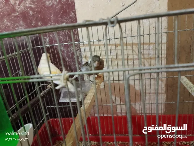 كنار شلير سعر 120 شيقل الحبه الواحده