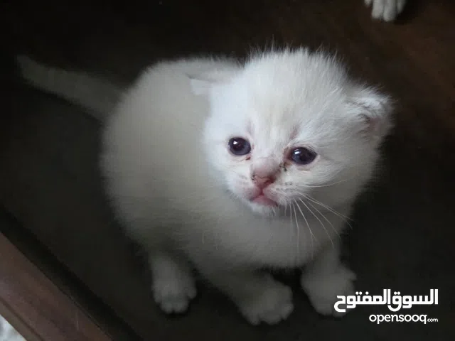 Scottish mixed + cat kit