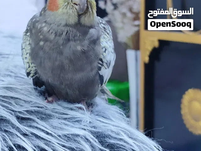 مطلوبب كوكتيل أليف ذكر في الزبير