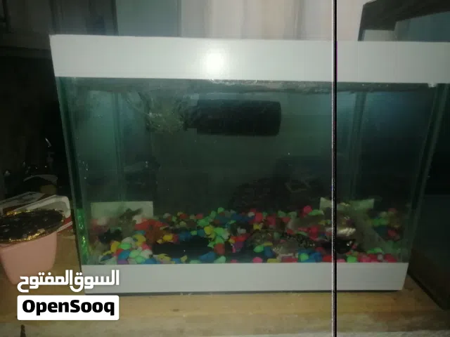 حوض سمك عرضو 50ورتفاع 28ونص مع متور وحجار