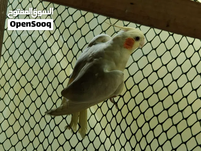 زوج كوكتيل ب 50قره الوصف