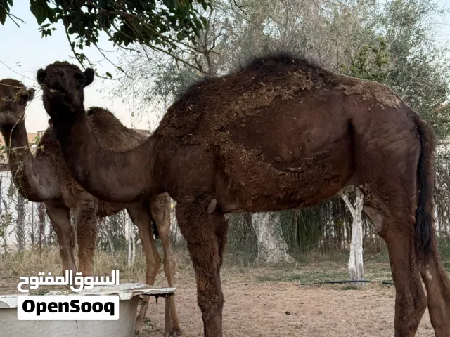 قعدان وطنيات