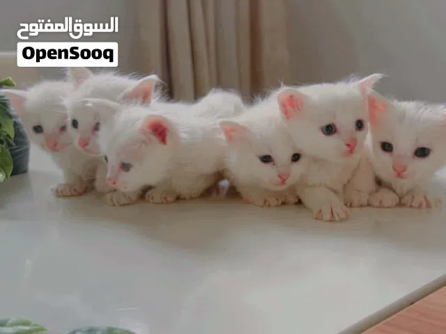 قطط شيرازي 45
