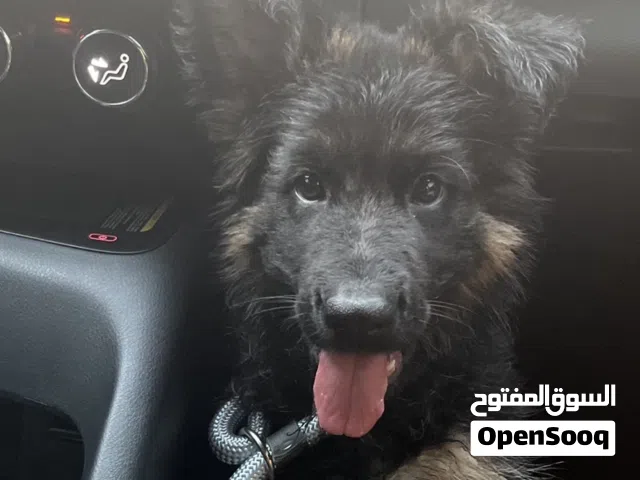 كلب جيرمن للبيع