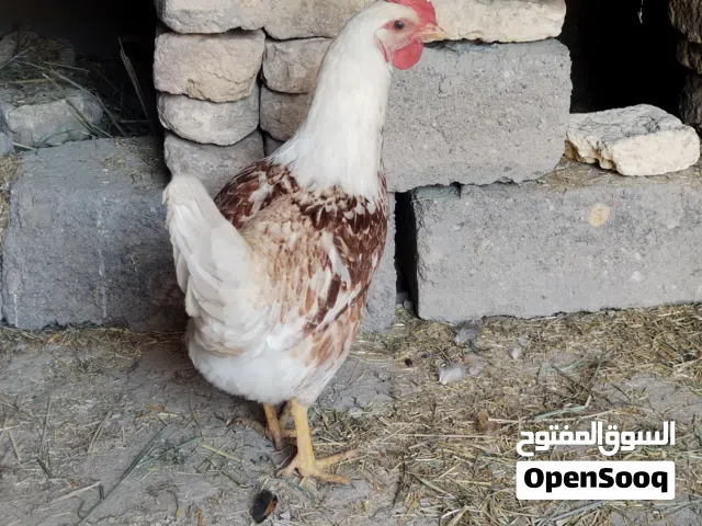 دجاجه بياضه للبيع اول تبياض الهه  المكان القرنه شافي  خوان توصيل ماكو