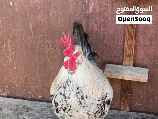 متاح ديج عرب مال بيت ونضيف وخشن