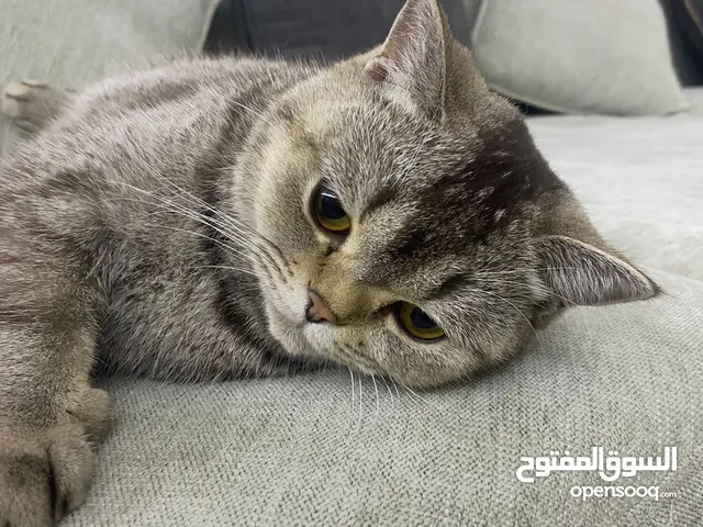 Scottish short hair active cat