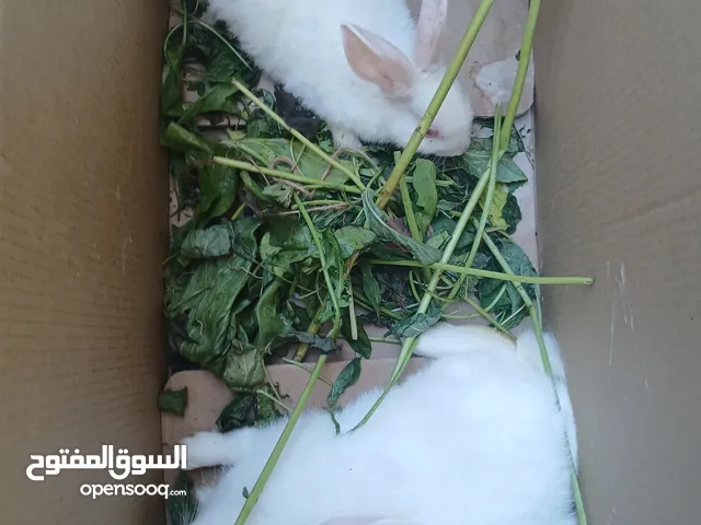 ارانب فرنسي عدد 2