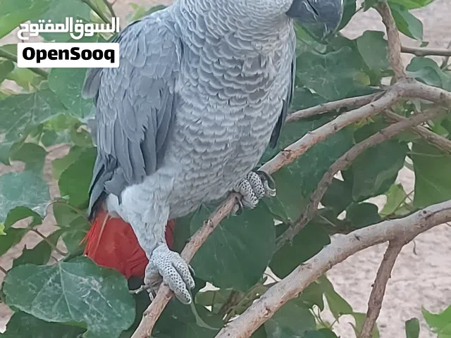 ببغاء زنجبارى