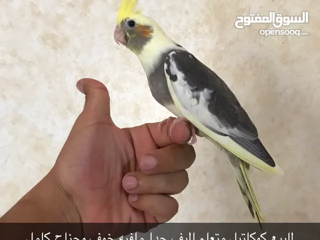 كوكاتيل متعلم