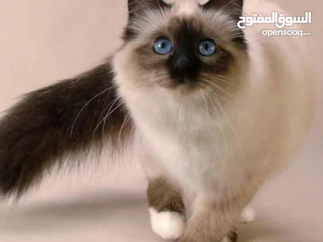 همالايا للبدل