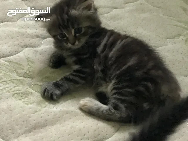دباديب شيرازي & سكوتش