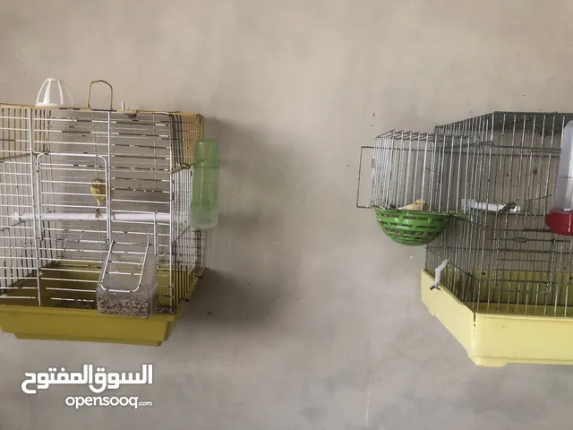 كناري للبيع