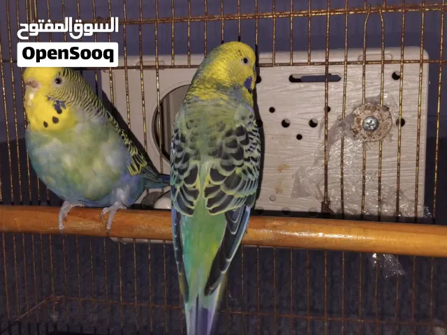 كوبيا بقالينو حاجة نظيفة الله يبارك
