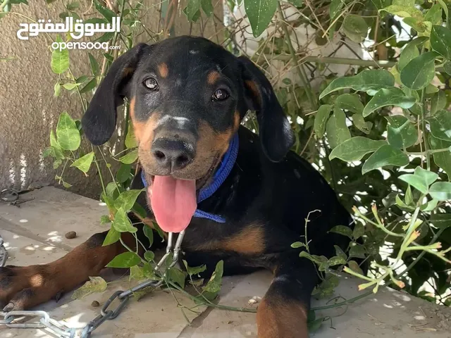 انثى دوبرمان بيور عمر شهرين و10 ايام