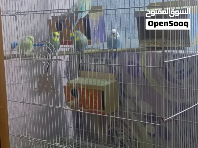 طيور منوعه كلمن وسعره