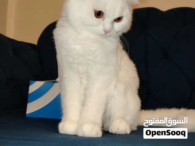 قطه سكوتش فول
