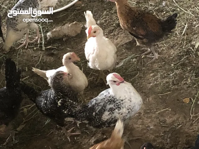 ديوك بلدي فيومي بسعر حرق قبل عيد الاضحى