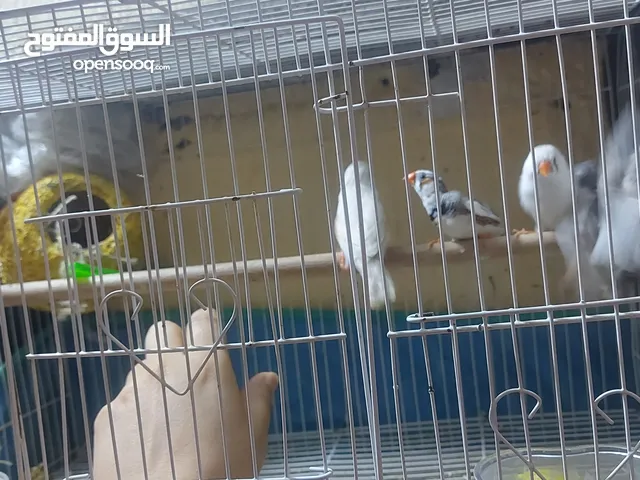 فنجس عدد 5 ام واب وافراخهن 3 بي كبار عمر تزاوج .وحاليآ الانثى مبيضه ..السعر 20 الف