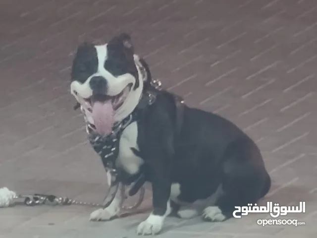 للبيع أمريكان بولي ذكر العمر سنه مطعم مع دفتر اليف جدا