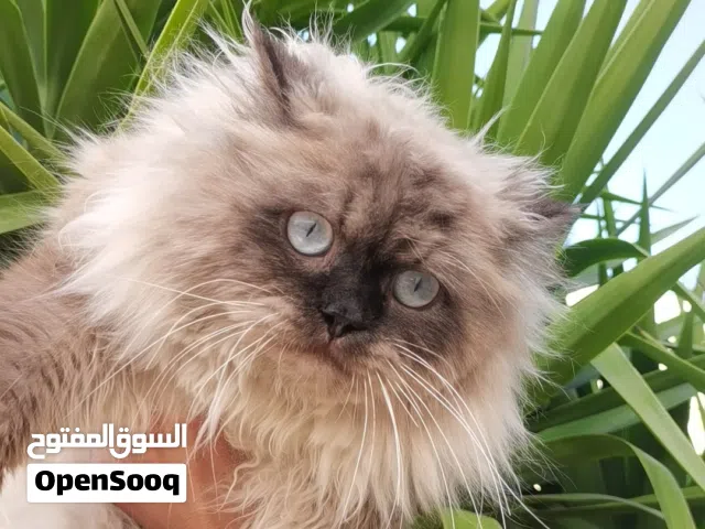 قط هملايا ذكر