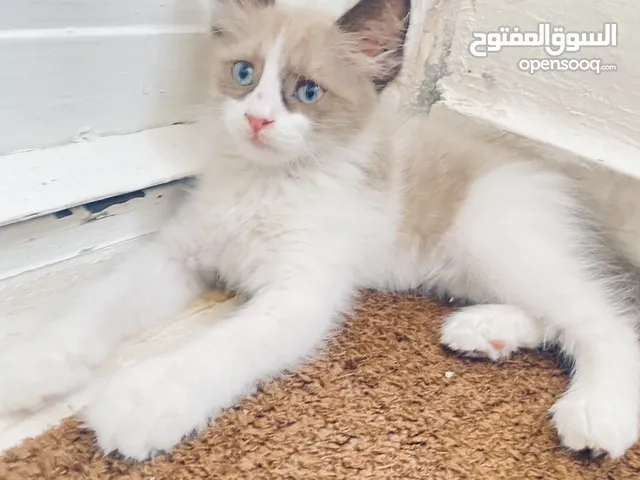 قطه للبيع.