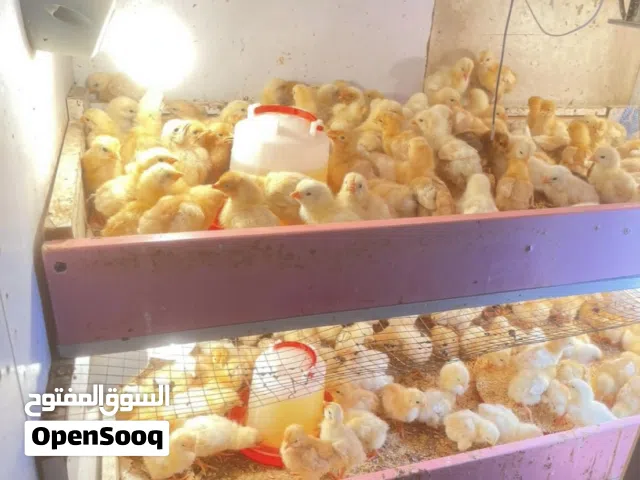 صيصان  150 صوص لوهمان البزرة الاصليه للبيع
