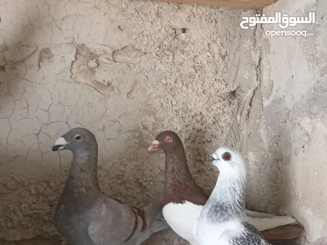 حمام للبيع