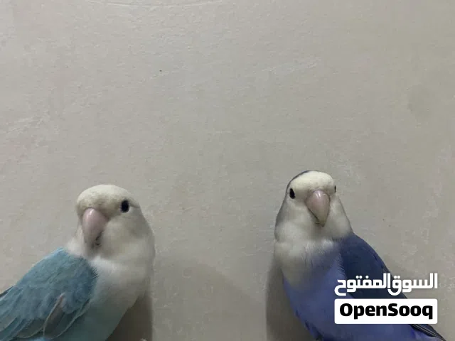 ببغاء روز اليف